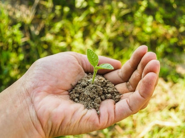 A hand holding soil with a small green sapling growing from it